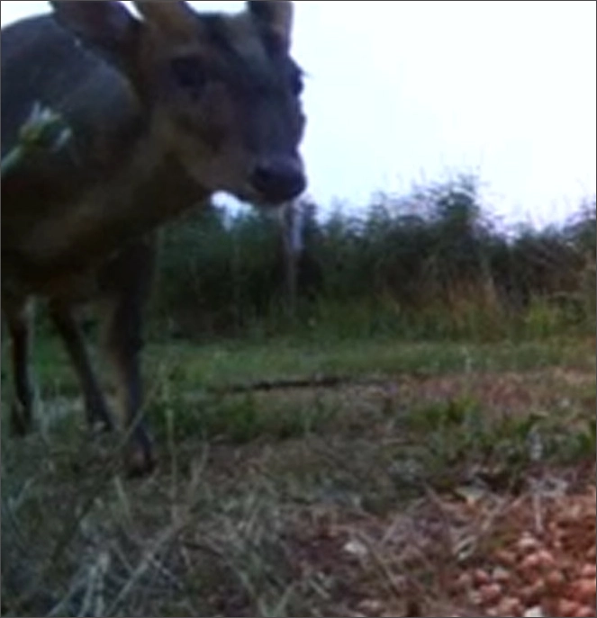 deer