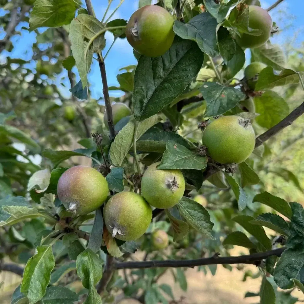 secret garden wildlife poster