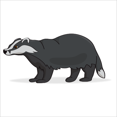 badger-5