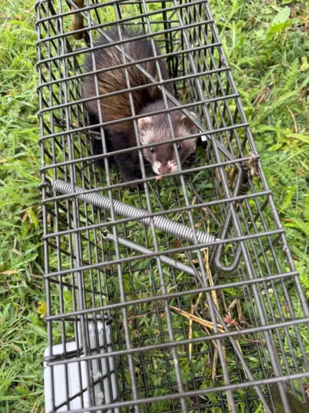 ferret-in-our-trap