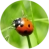 ladybird-1