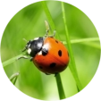 ladybird-1