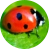 ladybird-2