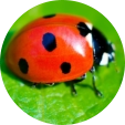 ladybird-2