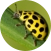 ladybird-3