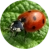 ladybird-4