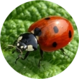 ladybird-4