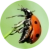 ladybird-5