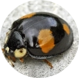 ladybird-6