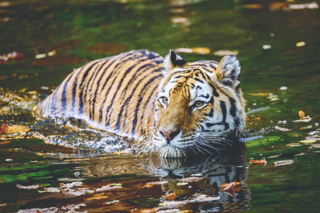 tiger